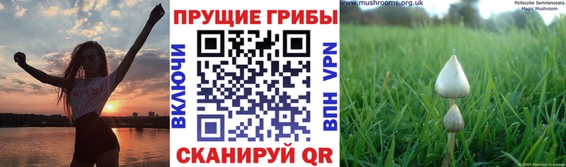 Галлюциногенные грибы мицелий  закладка  Сенгилей 